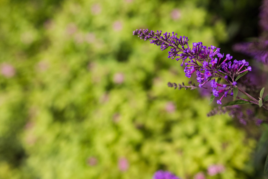 Garden Picture Garden Picture