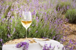 glass of white wine on table outdoors glass of white wine on table outdoors