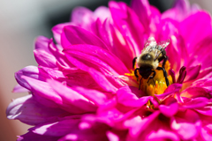Bee in a pink flower Bee in a pink flower