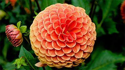 Flower Flower