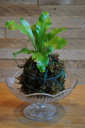 resized Kokedama with Fern resized Kokedama with Fern
