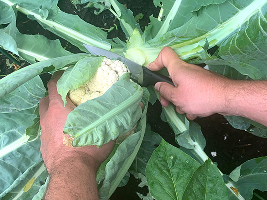 cutting the cauuliflower