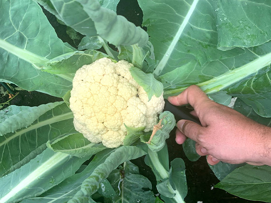 Knife harvesting the cauliflower