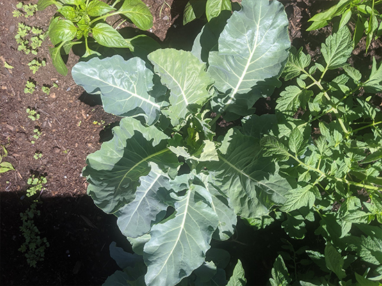 A large leafy cauliflower plant