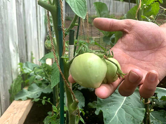 Green tomatoes not yet ready to pick