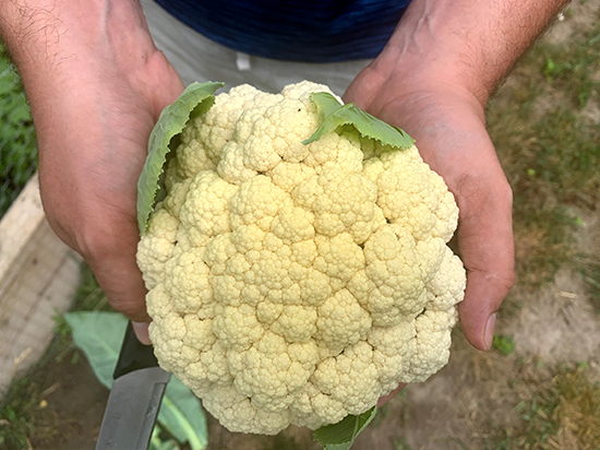 harvested cauliflower