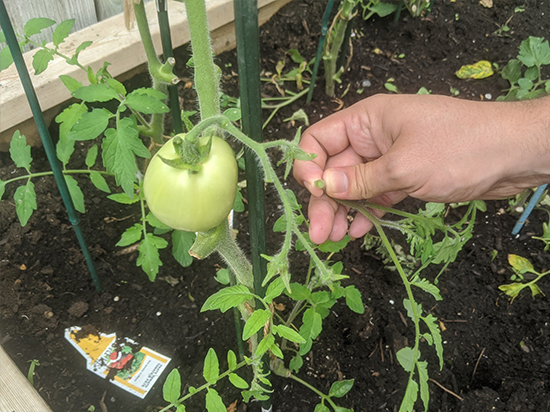 A sucker branch is plucked from beside a tomato