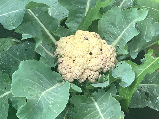spoiled cauliflower that was left on the plant too long