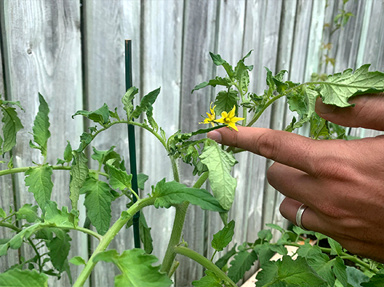 Yellow tomato flowers
