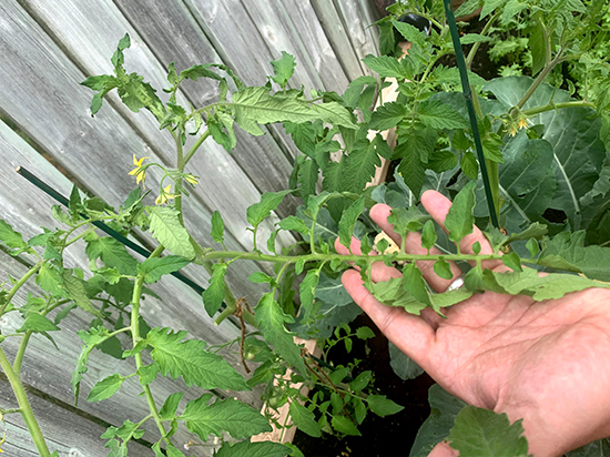 Showing off the tomato plant suckers