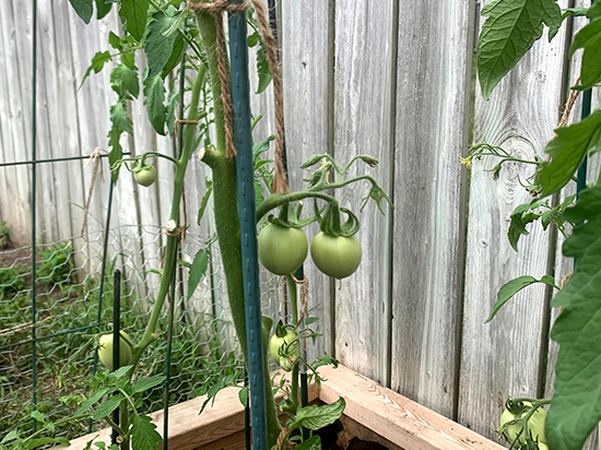 Two tomatoes hanging on the vine