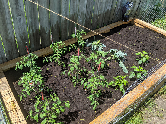 A raised garden bed of tomato plants. 