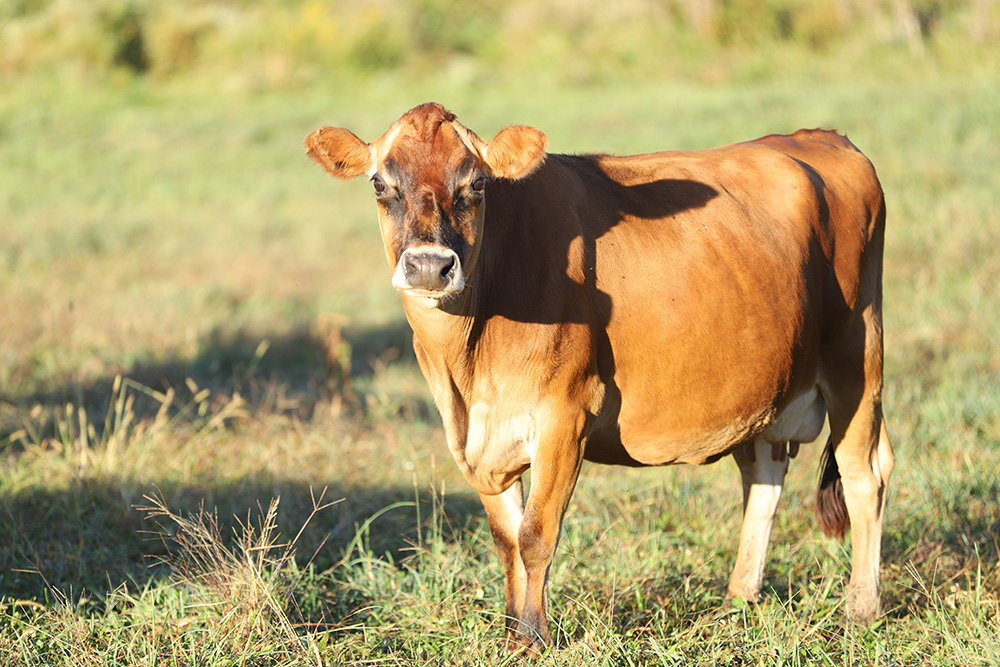 Cornflower the cow of Sunny Pastures