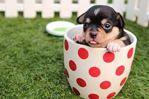 puppy in a cup puppy in a cup