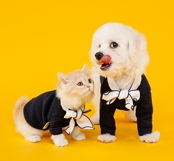 pet fashion show 1 pet fashion show 1