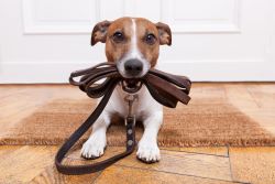 dog holding leather leash in mouth