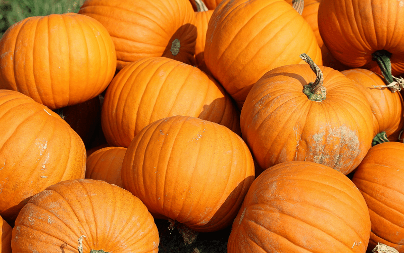 Pile of medium orange pumpkins
