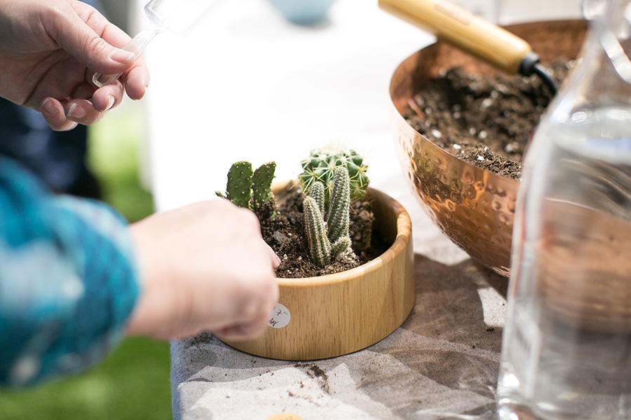 Terrarium Building DIY Project
