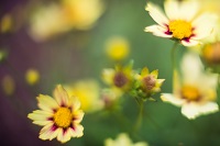 Flowers Flowers