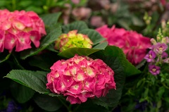 flower flower