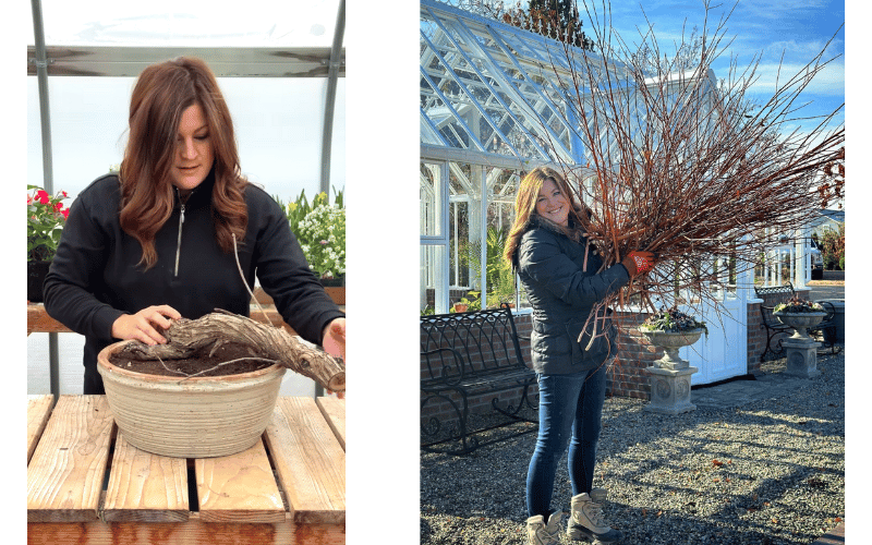 Two images side by side of Laura LeBoutillier repotting a large root on a wooden table and holding a pile of sticks in front of a greenhouse