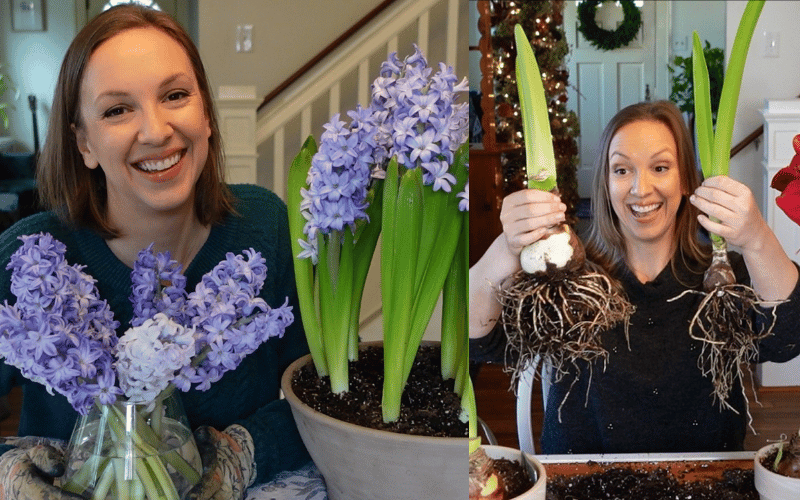 Danielle of Northlawn Flower Farm Holding Lavenders on left and picking up full plant stalks connected to root on right