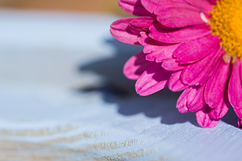 Flower Flower
