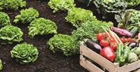 edible-garden-barker Garden