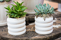 Succulents Succulents