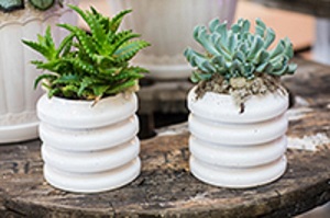succulents succulent bar