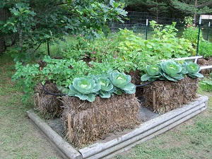 Straw Bale Gardening Straw Bale Gardening