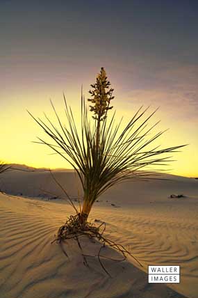 Yucca-at-Dusk for the home show web.jpg