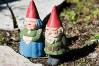 gnomes-200 A couple of gnomes in the garden
