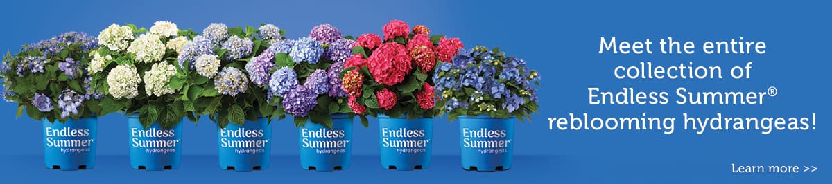 Endless Summer® Hydrangeas