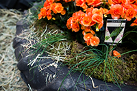 upcycle-garden garden in a tire