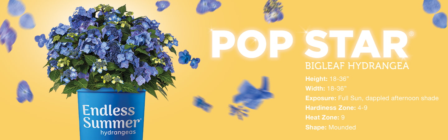 Pop Star® Hydrangea