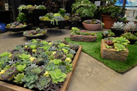 Feature-Gardens-200 Feature Gardens at the show