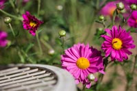 Landscape-Gardens-Flowers-200 Flowers