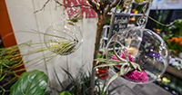 Air Plants Air Plants