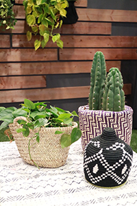 cacti cacti