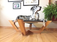 dog dog