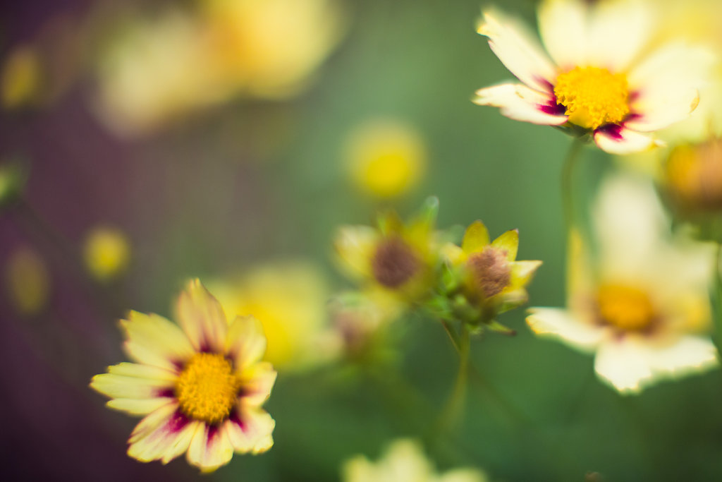 Flowers Flowers