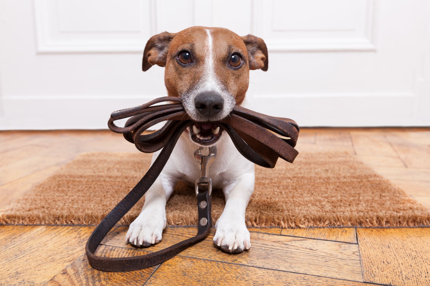 Dog holding leash