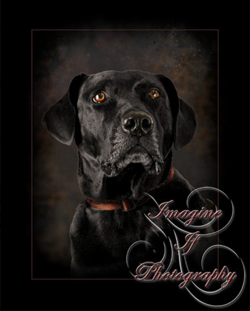 Imagine If Photography Black Labrador Retriever