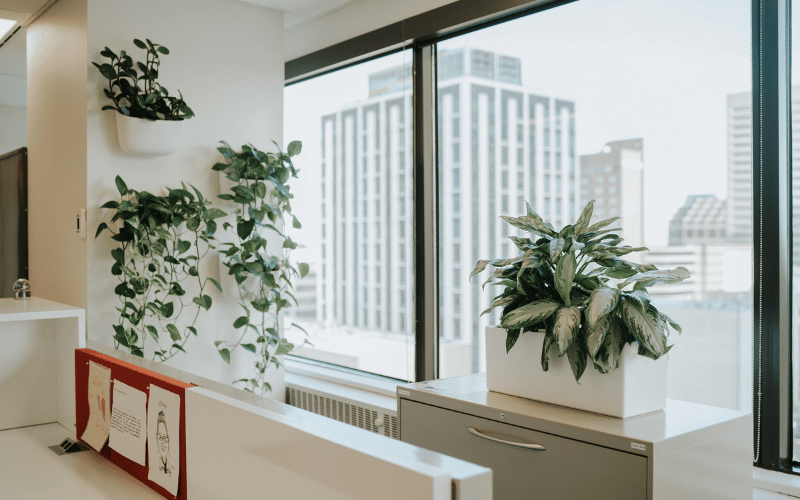 big white office with large windows and hanging houseplants
