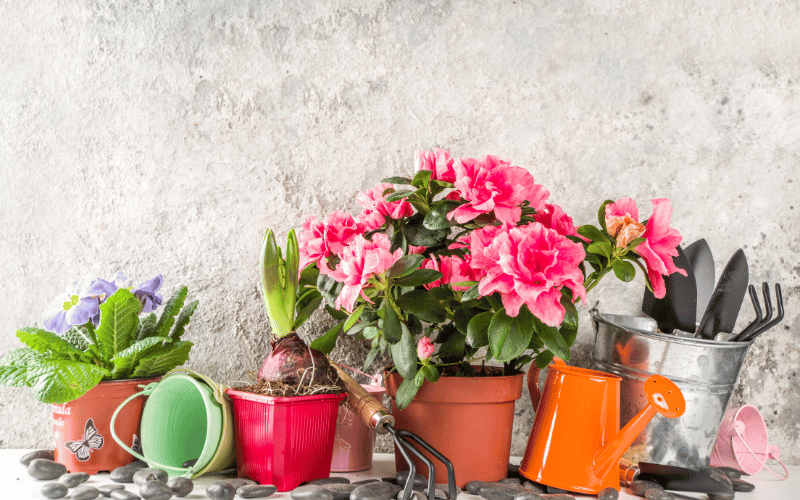 line up of colorful house plants against a stone wall