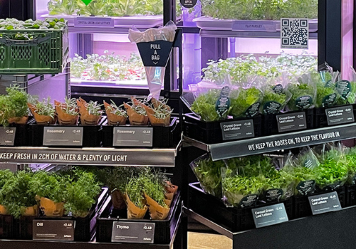 fresh herbs on display at the grocery store