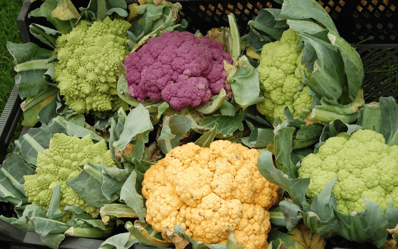 Cauliflower patch with green, yellow and purple cauliflower