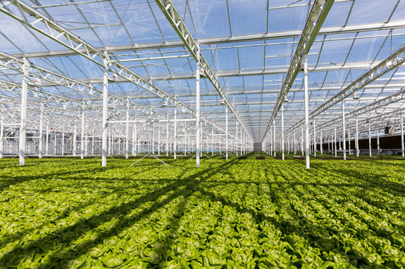 greenhouse greenhouse