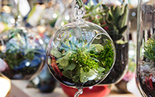 Airplant airplant